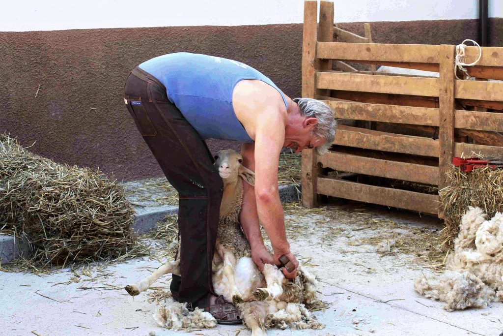 Esquila de una oveja, oficio tradicional